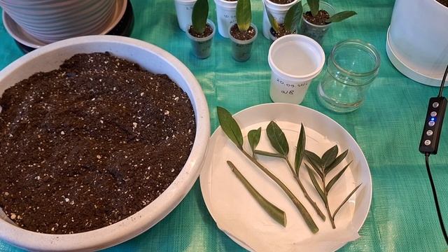 Замиокулькас,Ч.4: Посадка листьев на укоренение смотреть онлайн