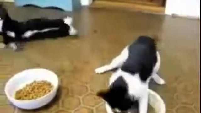 Приколы с котами 2 кота два пьяных лба смотреть онлайн