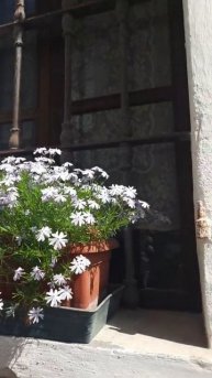 Красивые сиреневые цветы на фоне средневековой решет?