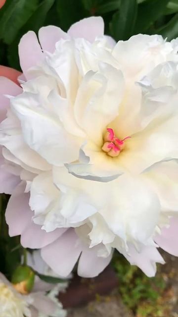 Пион белый смотреть онлайн