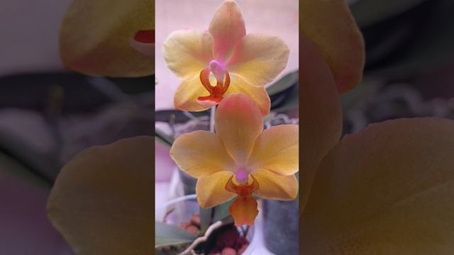 Мои цветущие рыжики и солнышки ☺🧚♀🧚♀🧚♀🧚♀ #орхидея #фаленопсис