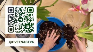 Пересадка Камбрии/ Грунт для орхидей