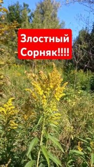 Злостный Сорняк !!!#подмосковье#дача#огород#злостныйсо