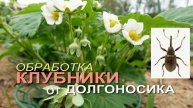 🍓🐞ДОЛГОНОСИК НА КЛУБНИКЕ: КАК БОРОТЬСЯ ВО ВРЕМЯ ЦВЕТЕНИЯ И ПЛОДОНОШЕНИЯ! 🍓🐞