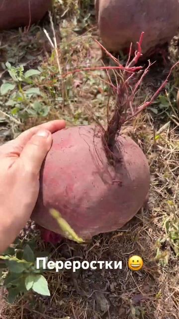 Органическое земледелие смотреть онлайн