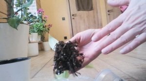 Филодендрон Малайское золото! Пересадка! К нам пришла