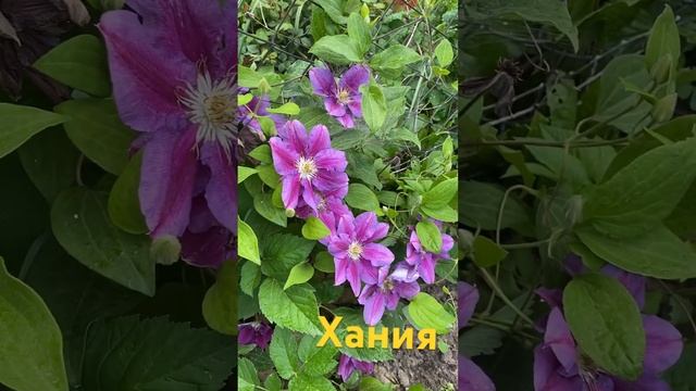 Клематис Хания#малоуходныйсад #клумба #garden #Клематисы