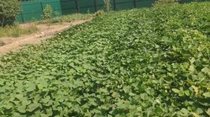 Батат основная грядка. 10 рядов по 25метров