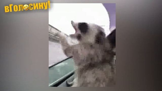Смешные еноты. Подборка Приколов 2020