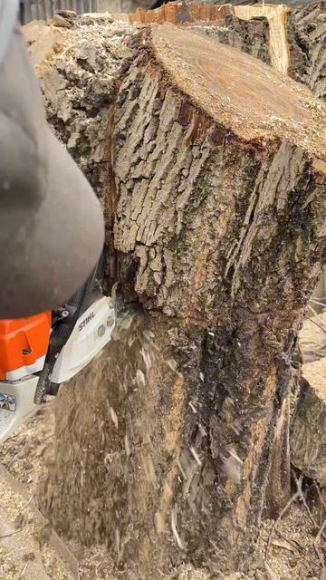 STIHL MS261C и большое дерево(Грецкий Орех) смотреть онлайн