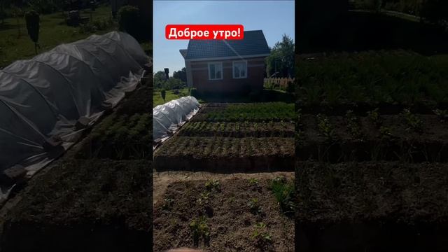 Домик в деревне#Любимый огород!#с Днём России! смотреть онлайн