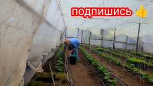 Уход За ОГУРЦАМИ После ВЫСАДКИ.Основные ПРИЧИНЫ Внесе