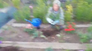 пересадка розы Кардана! | ЦЕЛЬ 100 ПОДПИСЧИКОВ |