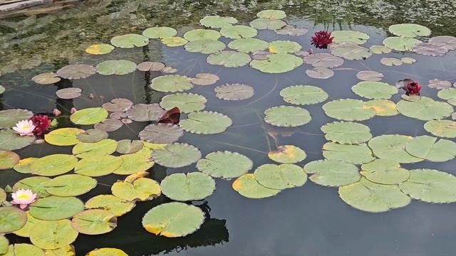 Пруды, лотос, нимфеи и рыба