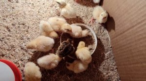 малыши-перепелята1