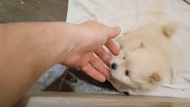 Щенки шпица. Тридцать три дня. Месяц и три дня.