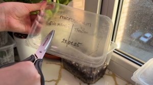 Папоротники из спор. Посадка и пикировка