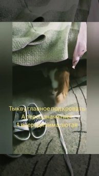 Котьен 🐱 занят заготовкой овощей на зиму. Хозяева, то?