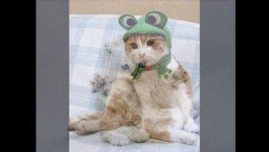 Смешные ролики про котят/ котята/ видео для детей