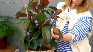 Формирование фикуса каучуконосного (ч.10).