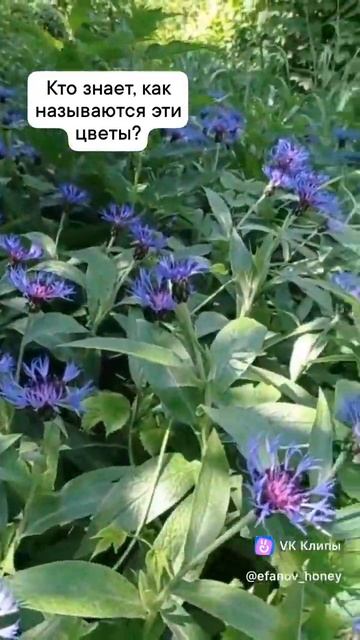 Напишите в комментариях название цветов #пчелы #пчело? смотреть онлайн