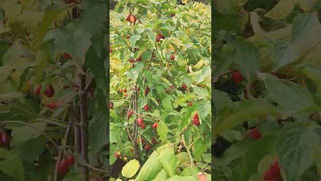 #shortmusic #shortvideo #огородныедела#shorts#лето #фрукты #овощи