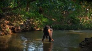 Шокирующие Ритуалы Амазонских Племен Которые Существ