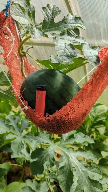 Арбуз в Московской области 2 июля 2023 смотреть онлайн