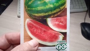 Арбуз сорта СКОРИК для Открытого Грунта и Теплицы!!!  31.