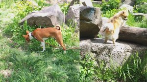 Ловим весеннее настроение в парке. Лео & Фокс | Передержка собак Ростов