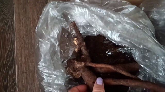 Корни пионов от Елены Смотрицкой смотреть онлайн