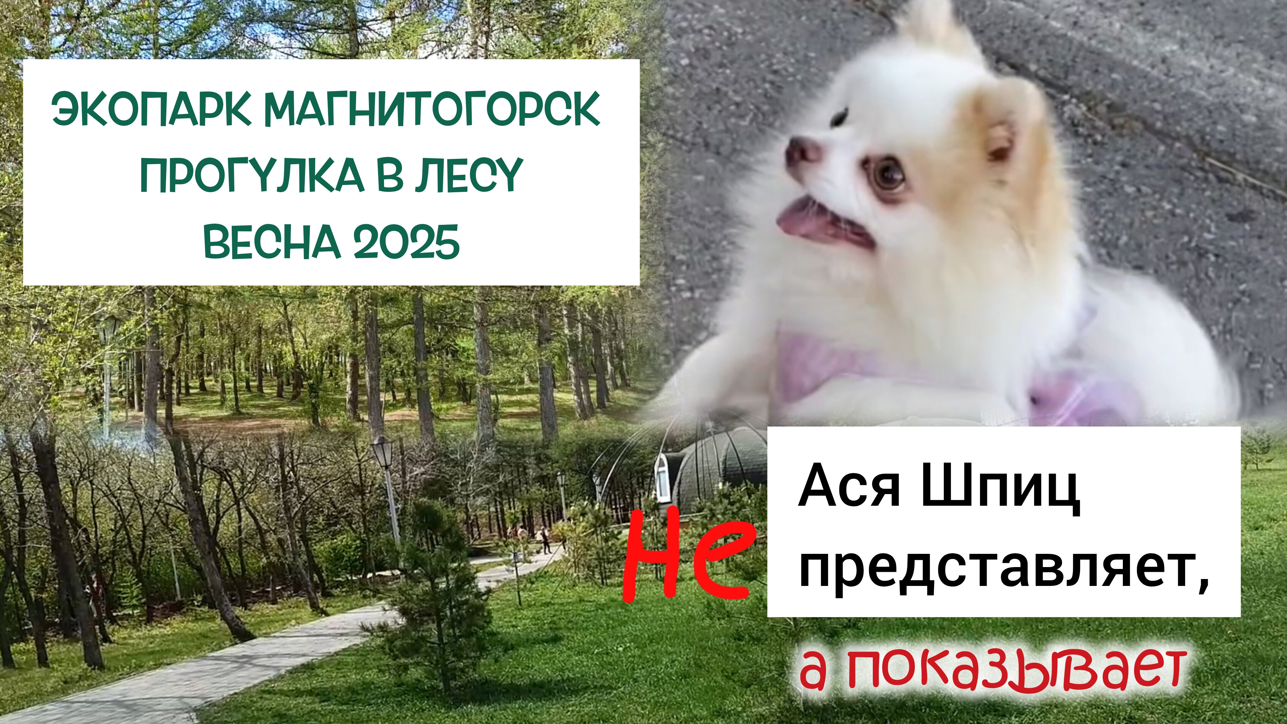 Экопарк Магнитогорск. Прогулка в лесу с собакой. Весна 2025
