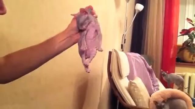 Усыпление Сфинкса смотреть онлайн