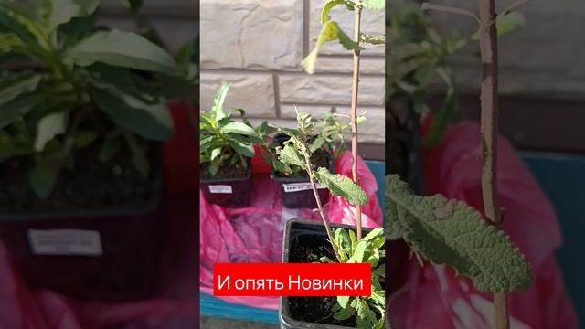 Хотелки#вероника#ред#пинк#шалфей #красота #посадка