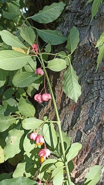 Бересклет. Теперь европейский. смотреть онлайн