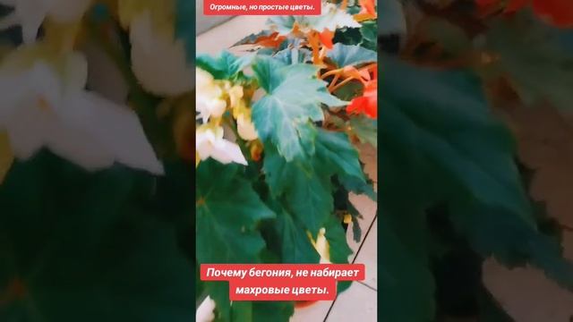 🤯 Все делают ЭТО не так! Как правильно ухаживать за бе