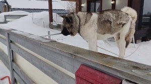 хатико сторожит