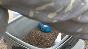 РЕЗАНЫЙ ОПАРЫШ В ПРИКОРМКУ. ЧТО ЗАСТАВЛЯЕТ РЫБУ КЛЕВАТЬ ?