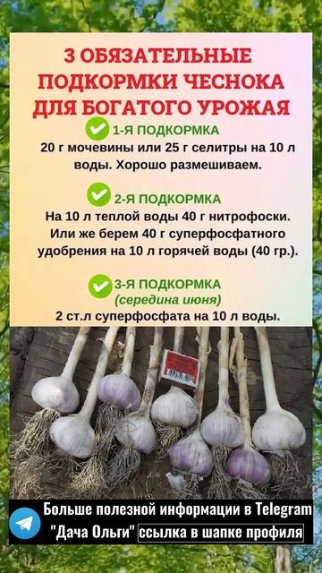 3 ОБЯЗАТЕЛЬНЫХ подкормки ЧЕСНОКА для богатого урожая # смотреть онлайн