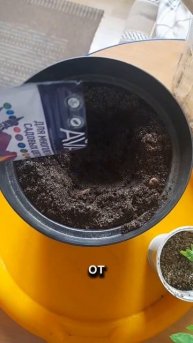 черенкование хакуро нишики #дача #огород #клумба #карт?