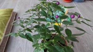 Как вырастить острый перец на балконе