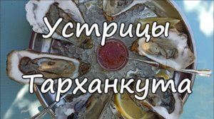 Поселок Мирный Тарханкут Коса Беляус Пляж и устричная ферма дегустация и цены