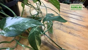Эпипремнум пиннатум Уайт. Обзор сорта растения. Варие?