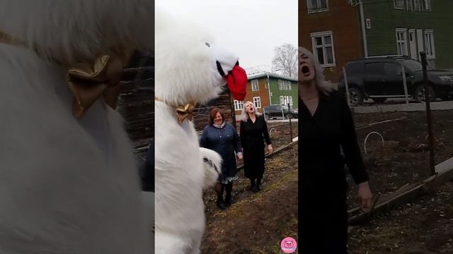 06.04.2024 Белый мишка Снежок поздравил с юбилеем Ирину