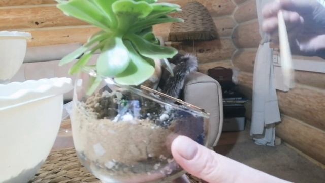 Увлекательная и супер не обычная пересадка модных Эон смотреть онлайн