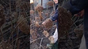 Обрезка древовидной гортензии  Анабель