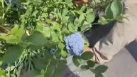 Фермерское хозяйство 0958740888 ПРОДУКЦИЯ И САЖЕНЦЫ ОПТ И ?