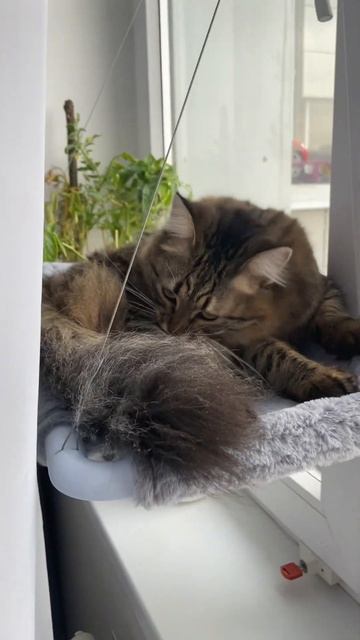 Умывашки от Бэмбика 🐱на гамаке😍🥰 #питомцы #блог #жи? смотреть онлайн