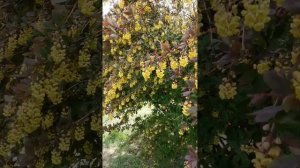 Что это за куст с желтыми цветами ? Санкт-Петербург. #shor