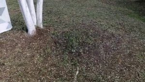 06-05-2025 добро. сосед уже косит